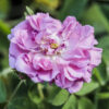 Rose de Damas, Rosa damascaena Tringipetala