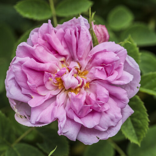 Rose de Damas, Rosa damascaena Tringipetala