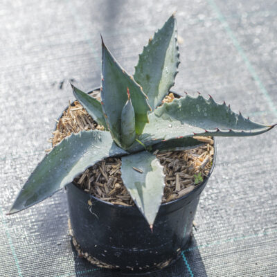 Agave 'Azul Monterrey' de notre production