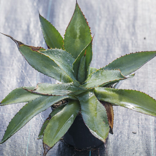 Agave hookeri de notre production