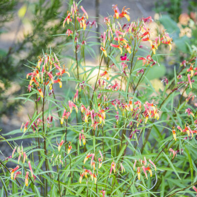 Lobelia laxiflora - lobelie a fleurs laches
