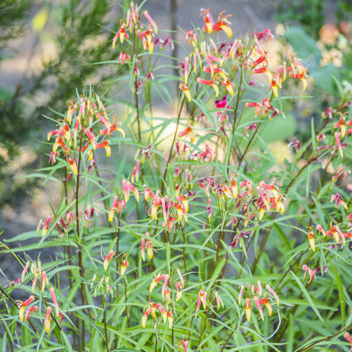 Lobelia laxiflora - lobelie a fleurs laches