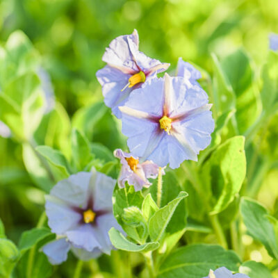 Lycianthes moziniana - Tlanoxtle