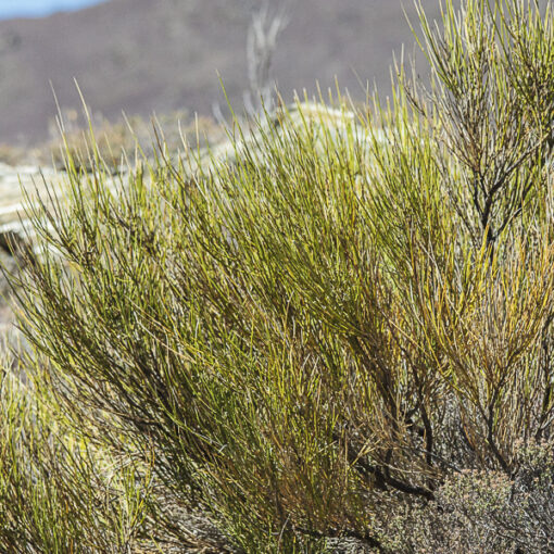 Carmichaelia compressa