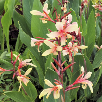 Fleurs de Canna glauca 'Panache'