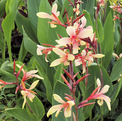 Fleurs de Canna glauca 'Panache'