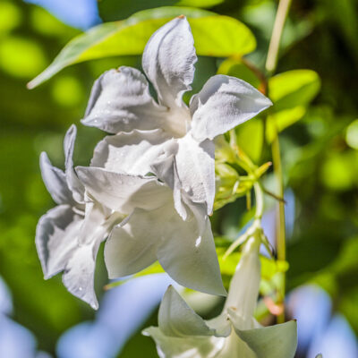 Fleurs de jasmin du Chili, Mandevilla laxa (=Mandevilla suaveolens)