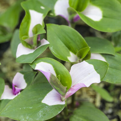 Tradescantia Blushing Bride, alias Tradescantia Maiden Bride