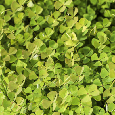 Marsilea quadrifolia, la fougère trèfle à quatre feuilles