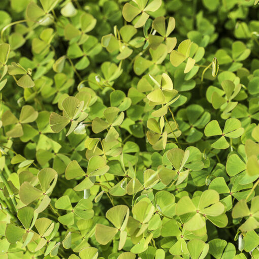 Marsilea quadrifolia, la fougère trèfle à quatre feuilles