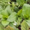 Tradescantia crassula