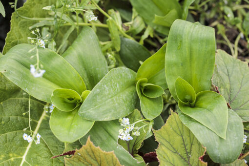 Tradescantia crassula