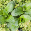 Tradescantia crassula