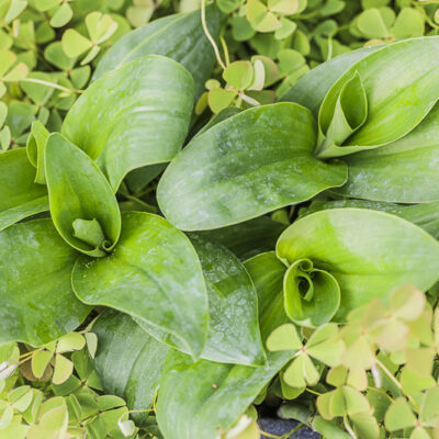 Tradescantia crassula