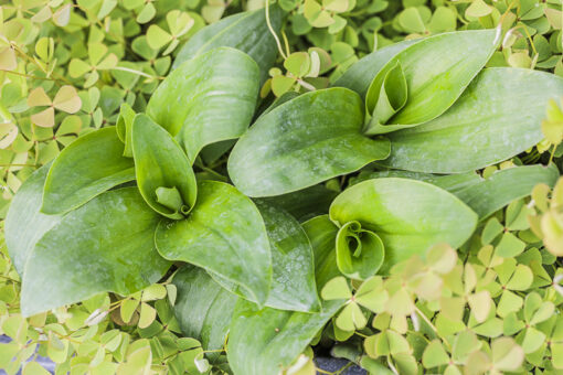 Tradescantia crassula