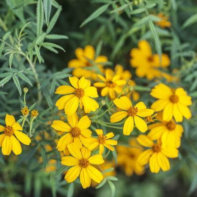 Tagetes lemmonii, tagète arbustive