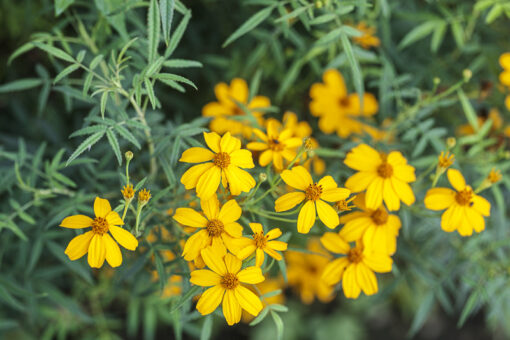 Tagetes lemmonii, tagète arbustive