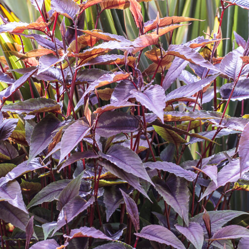 Persicaria microcephala 'Red Dragon', alias Polygonum microcephalum 'Red Dragon', la persicaire rouge