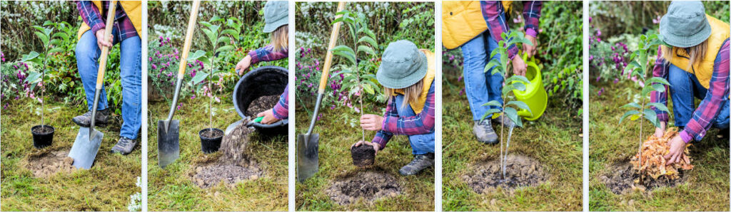 plantation d'un asiminier ou pawpaw, en pas à pas