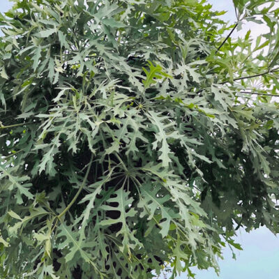 Cussonia paniculata,