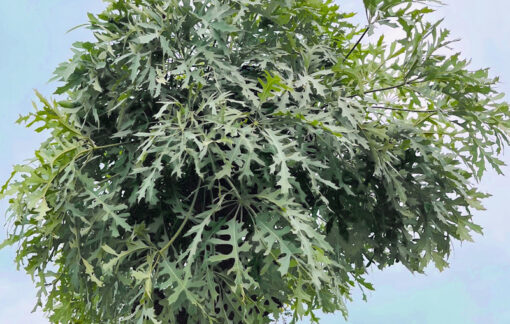 Cussonia paniculata,