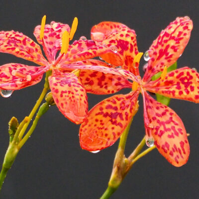 Iris domestica, Belamcanda chinensis, lis tigré
