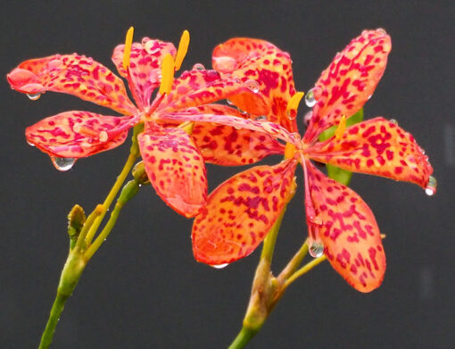 Iris domestica, Belamcanda chinensis, lis tigré