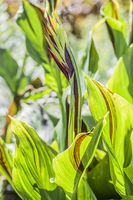 Canna Cleopatra, panaché de vert et de pourpre