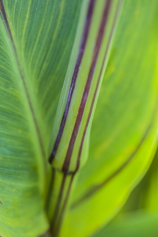 Canna Cleopatra, panaché de vert et de pourpre
