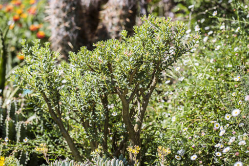Sedum oxypetalum - sedum en arbre
