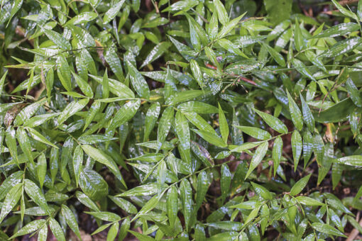 Oplismenus undulatifolius