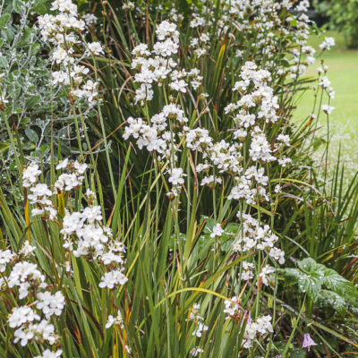 Libertia chilensis en fleurs