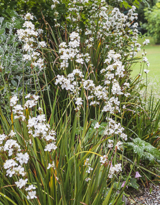 Libertia chilensis en fleurs