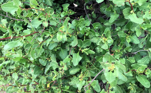 Photo de Muehlenbeckia hastulata, muehlenbeckie à grosses feuilles, le quilo