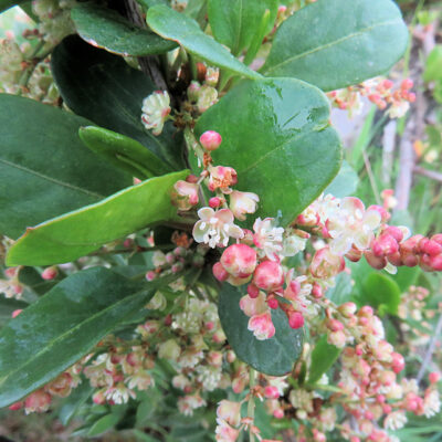 Photo de Muehlenbeckia hastulata, muehlenbeckie à grosses feuilles, le quilo