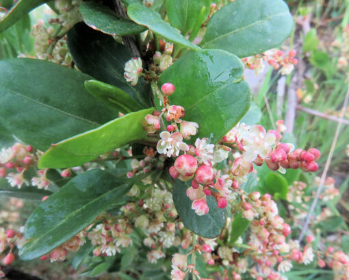 Photo de Muehlenbeckia hastulata, muehlenbeckie à grosses feuilles, le quilo