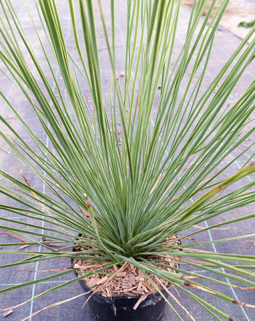Yucca linearifolia en pot de 1L3