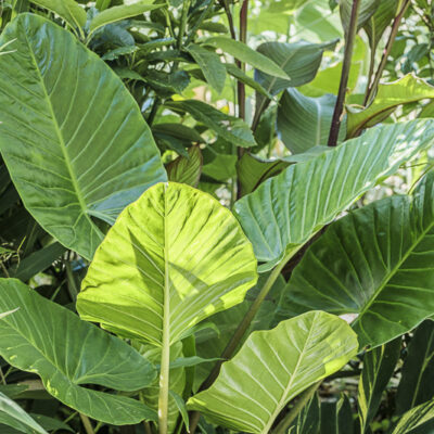 Alocasia brisbanensis