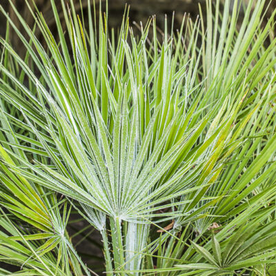 Chamaerops humilis Liban, Chamaerops humilis argentea