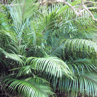 Arenga engleri, le palmier à sucre de Taiwan