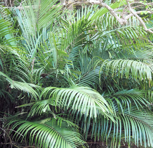 Arenga engleri, le palmier à sucre de Taiwan