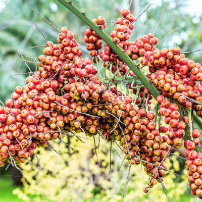 Butia capitata à fruits rouges