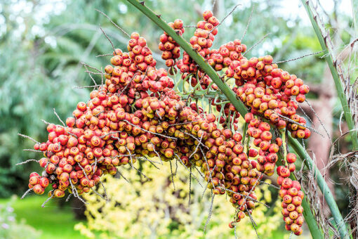 Butia capitata à fruits rouges