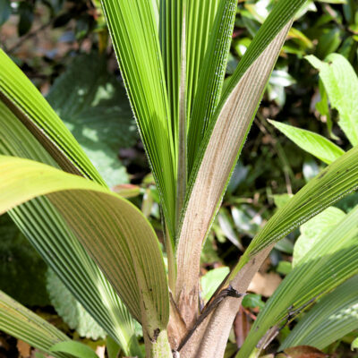 Curculigo crassifolia