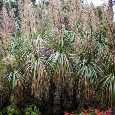Nolina longifolia, noline à longues feuilles