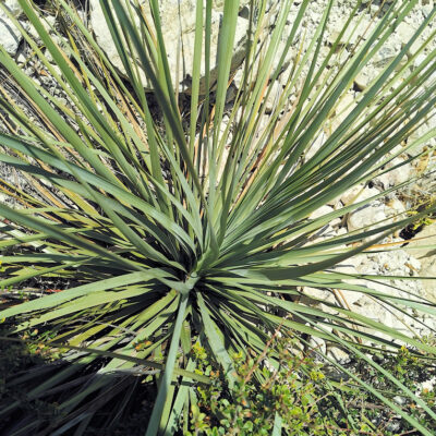 Nolina durangensis