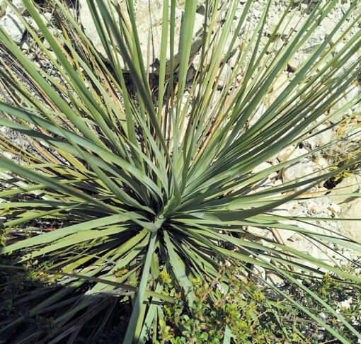 Nolina durangensis
