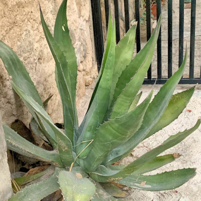Agave oroensis, agave de Concepcion del Oro