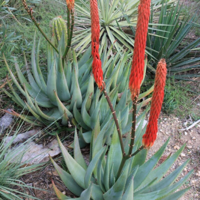 Aloe reitzii en fleurs