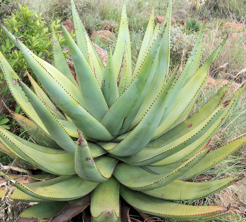 Aloe reitzii à l'état végétatif